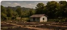 Coffee drying on raised beds
