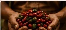Hands holding freshly picked coffee cherries